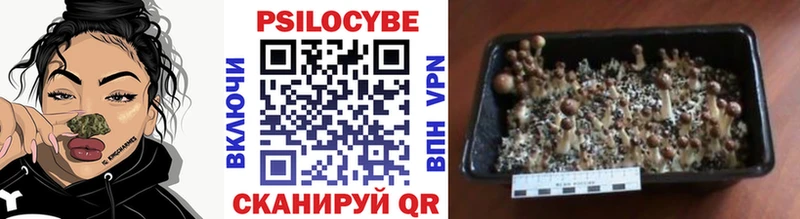 Псилоцибиновые грибы мицелий  магазин продажи наркотиков  Соль-Илецк 